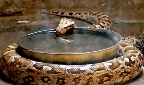 地球上最大蛇类排行：第二名蛇吞象，第一大到难以想象！