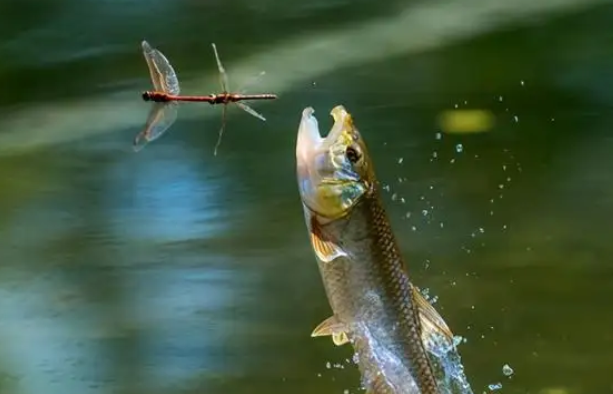 许多|钓鱼已经成为了许多人喜爱的休闲方式