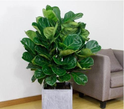 客厅养花有讲究,7种大型花,格调高,寓意好,养一盆错不了