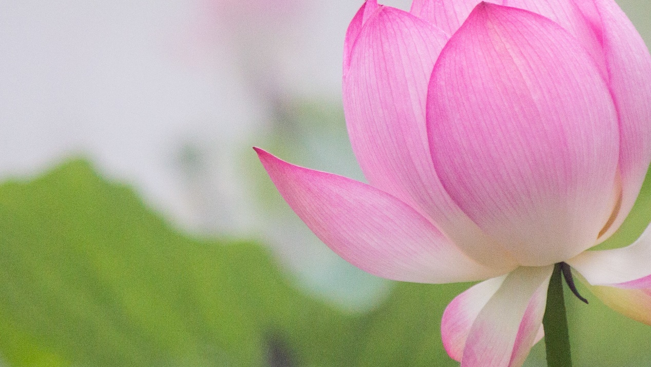 属鸡|熬过39日，四大星座桃花突降，鸿运当头，财源发不停