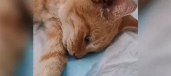 上海一小区内20多只猫离奇死亡: 监控拍到了这一幕