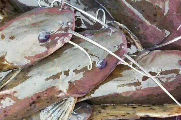 饵料|钓到长着“白胡子”的鲶鱼？那是芝麻剑！号称“牢底坐穿鱼”