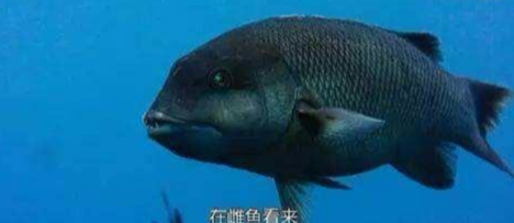 长大后我就成了你,且看金黄凸额隆头鱼的超级必杀技--变性!