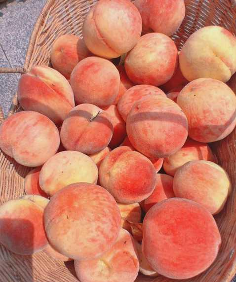 张馨予|张馨予太贤惠了：自家种桃子大丰收，白里透红好诱人，网友喊话想吃