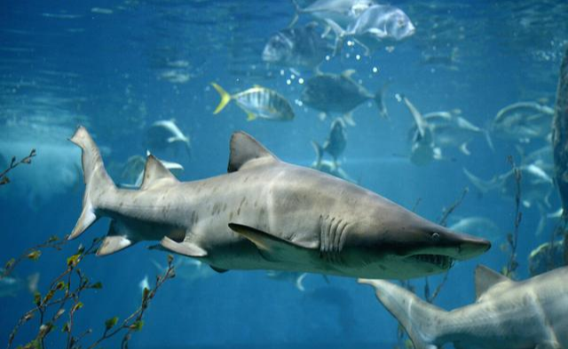 |放生大海的鱼,为什么要在鱼肚子上捅一个洞?