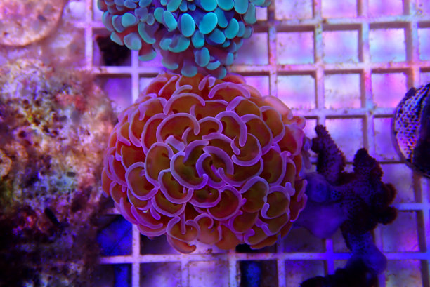 水中微生物和地球生物有多大的关系?