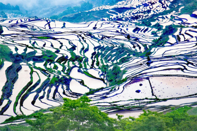 温泉|哈尼梯田，一层层金波，把整片大地都染成了金色