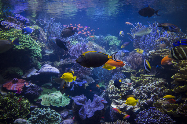 海水中的浮游生物都有哪些?海水浮游生物的主要分布范围有多广?