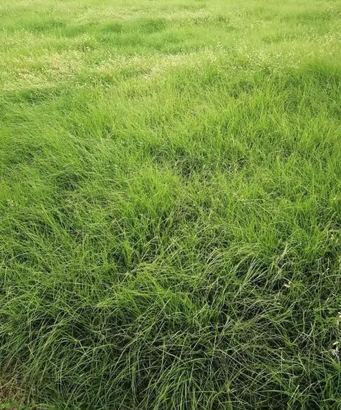 入侵植物是否可改变沙漠的景观?