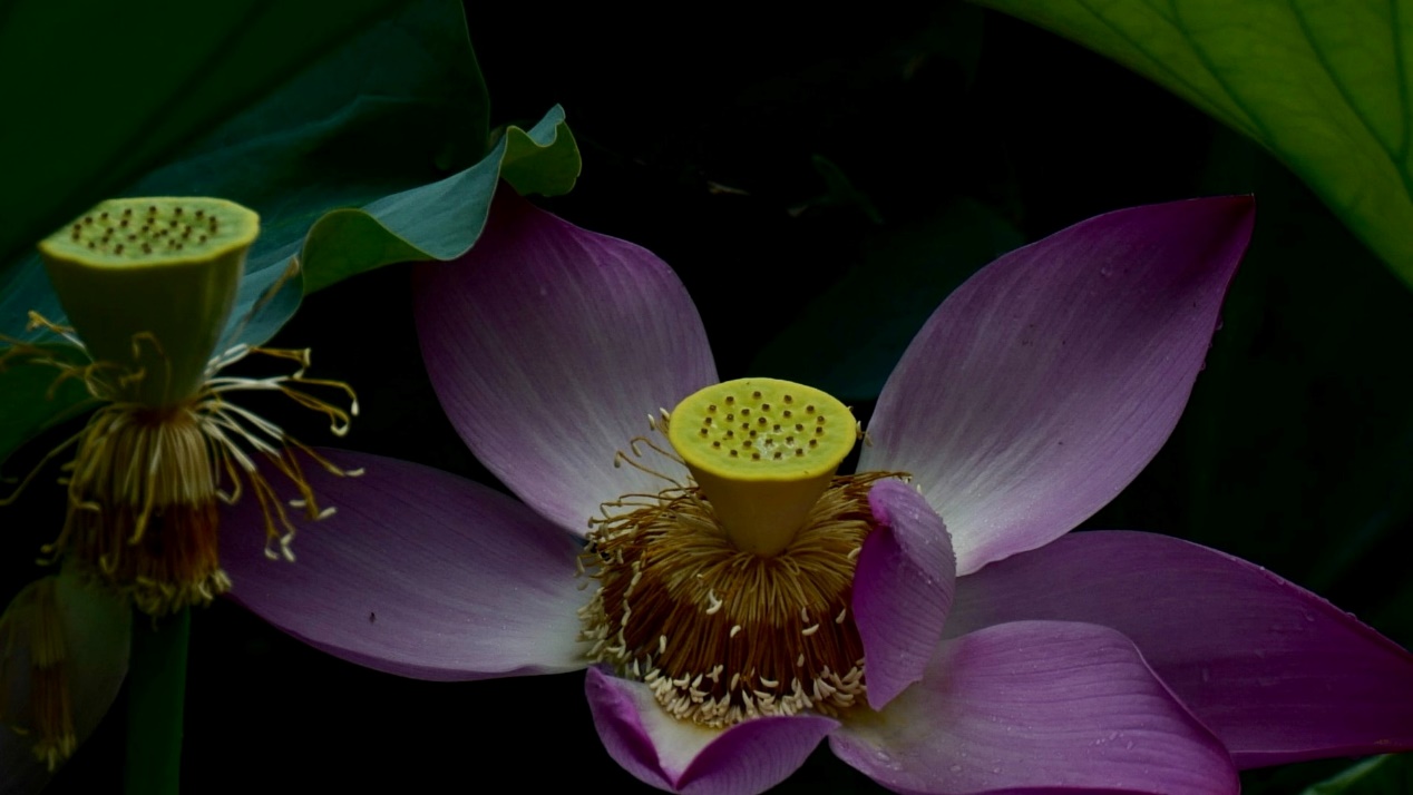 南宁|本周周2,四大星座桃花灿烂朵朵开,鸿运天降,职场上遇贵人点拨
