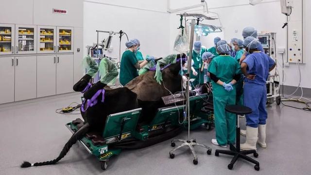 失去一条腿的大象都可以存活下来,为什么马的腿断就只能死亡呢?