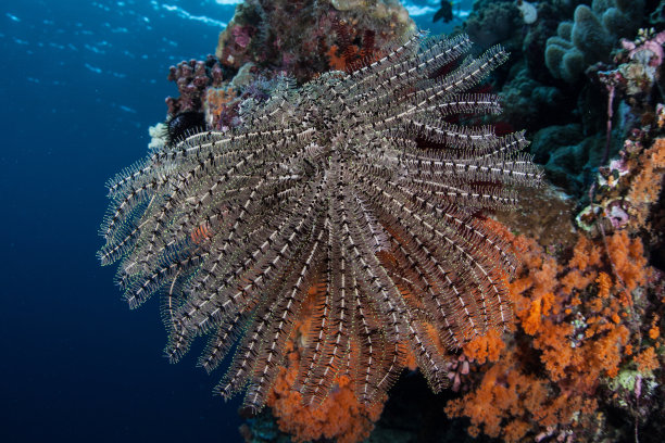 海水中的浮游生物都有哪些?海水浮游生物的主要分布范围有多广?
