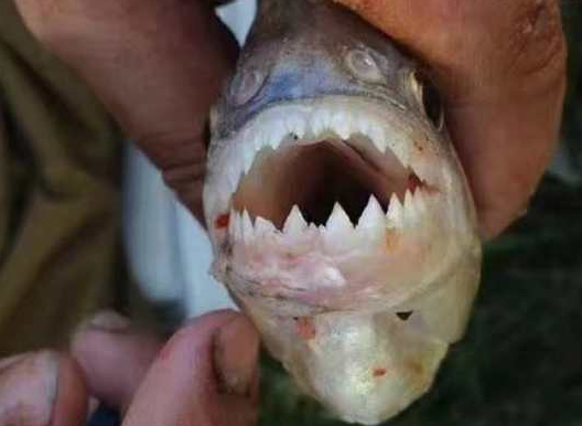 外形可爱却暗藏危机,在海里看见它赶紧跑!