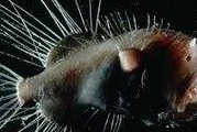 深海中的鲨鱼还能发光?科学家:它们或许是最大的发光生命体