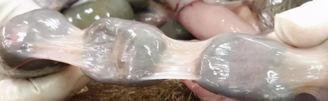 树袋熊:别看我很懒,但我也有技能包,比如可以拉出方形的便便