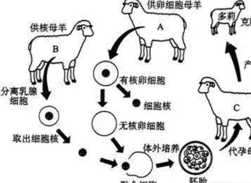 当年的第一只成功的克隆羊“多莉”,后来怎么样了?看完后出一身冷汗