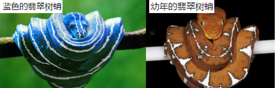 「盘点」身披七彩黑鳞、自带“驱虫”香气,蛇界的颜值担当们