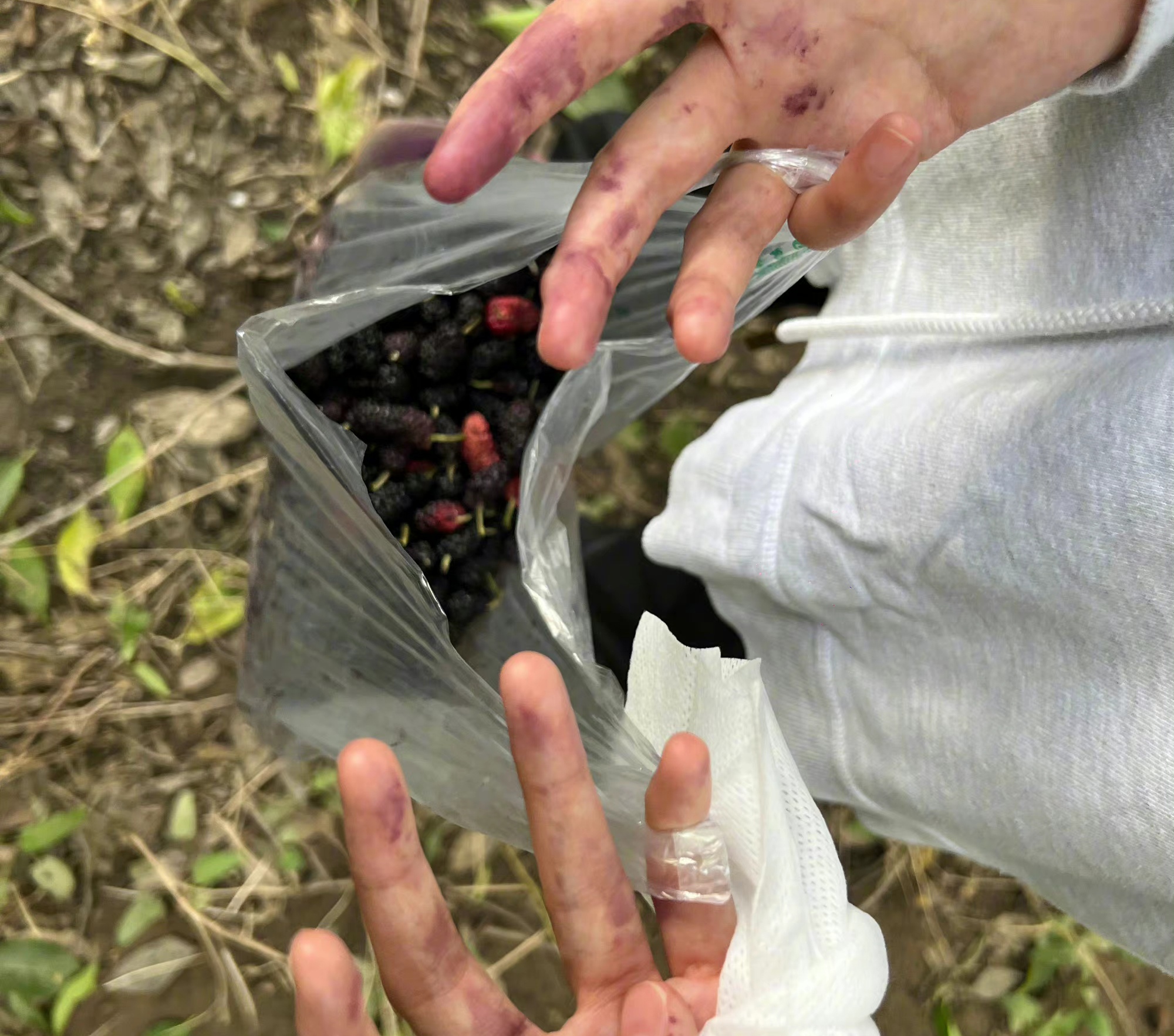周冬雨|周冬雨公园摘桑葚，全副武装，看似低调
