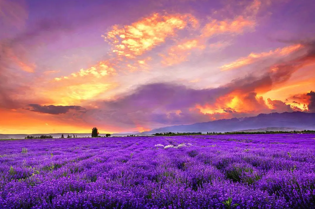 美丽|花海的美丽谁能不晓，这些罕为人知的美景不去看看？带上那个他一起吧