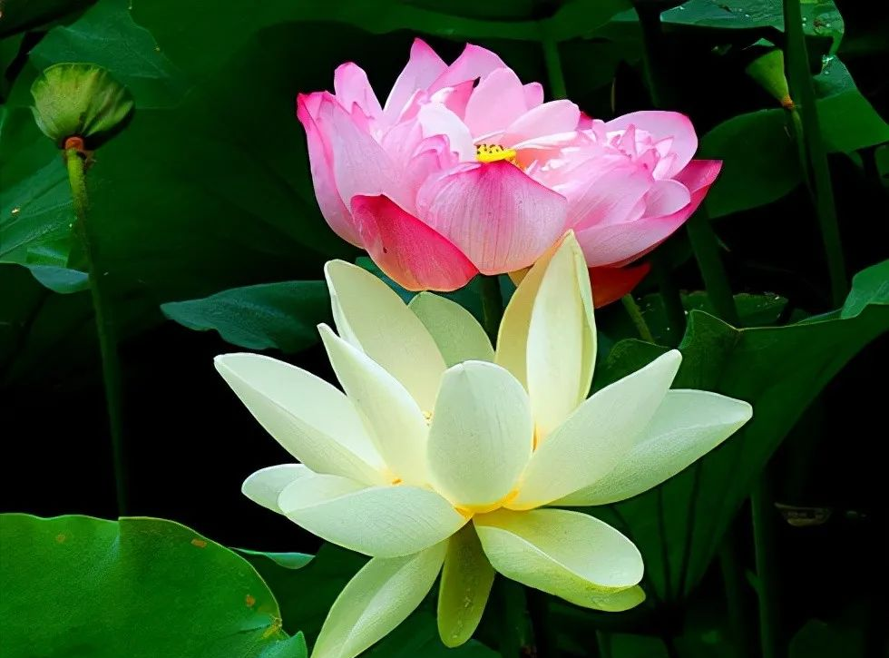 青山湖|好运光顾,所求皆如愿