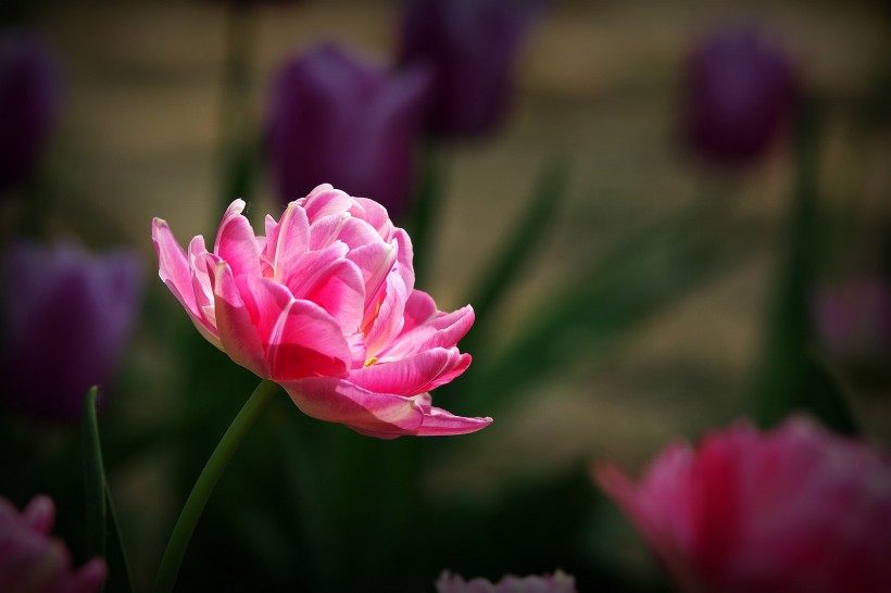 处女座|分手后一旦后悔，可以用任何方式回头的三大星座