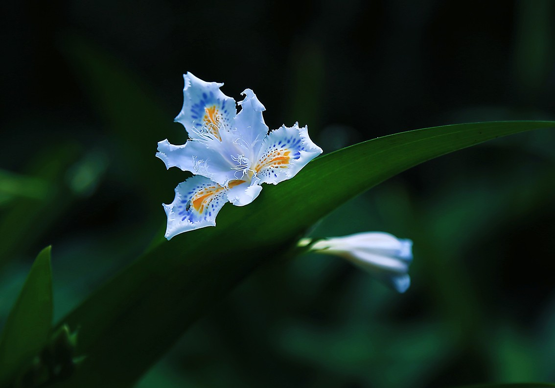 拍出简洁背景的花草照片难吗？运用这5个方法，很容易实现