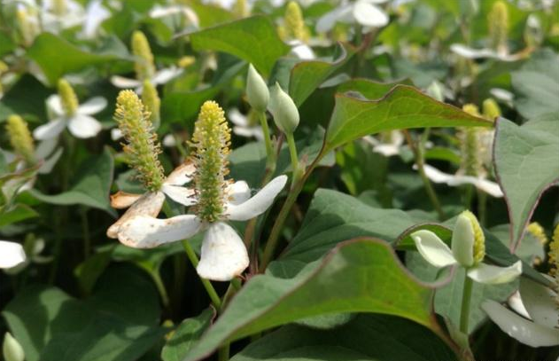 蔬菜|肺不好的人，常吃1种蔬菜，排出多年烟毒，肺部干净又年轻！