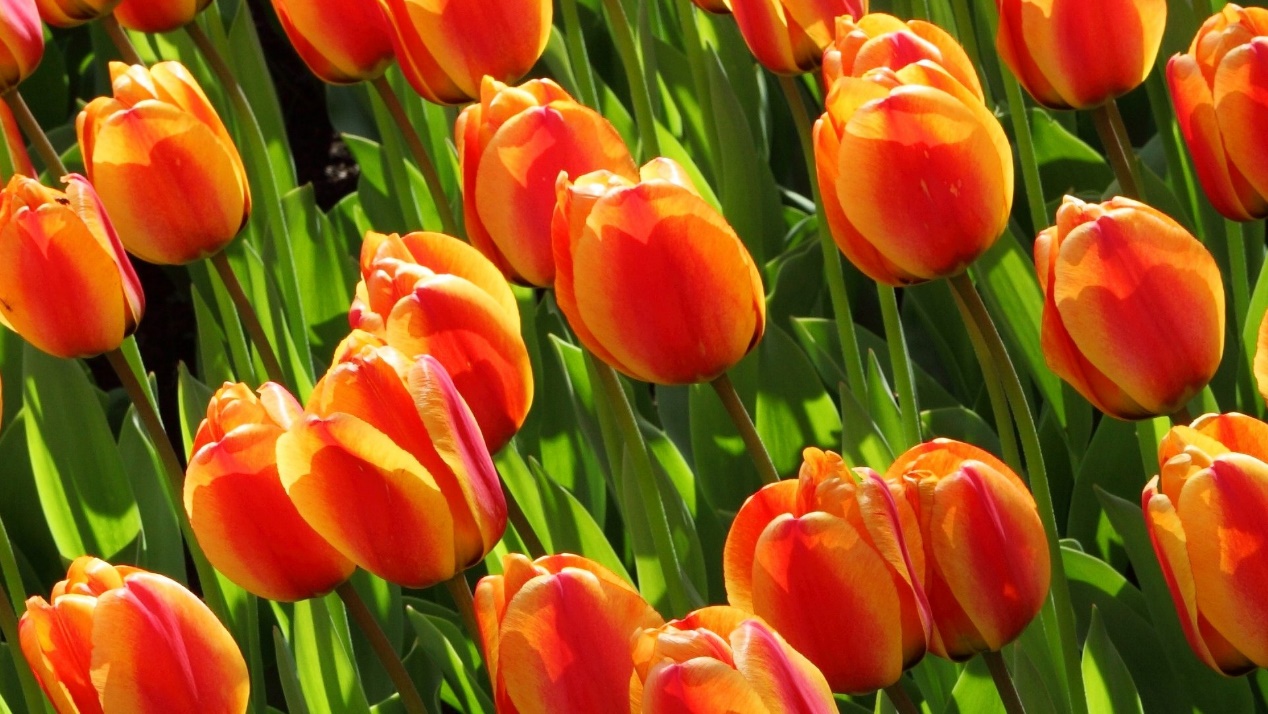 黄澜|本月开始,四大星座不缺机遇,财运上上签,爱意满满