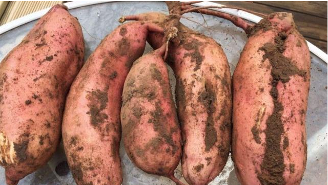 更年期|女人40岁后,若不想老得快,多吃2种“雌激素”,越活越年轻