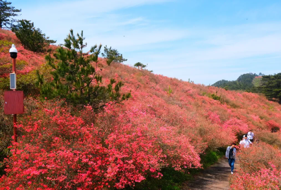 麻城|这个地方漫山遍野的杜鹃花，红红的一片一片，连绵不绝