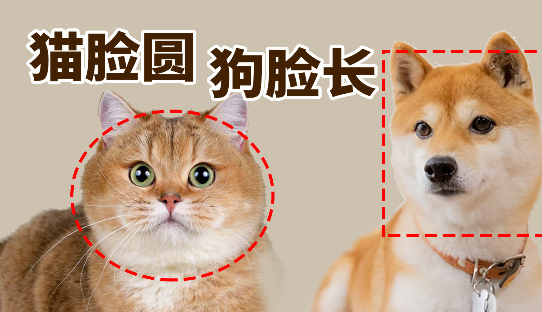 动物科普:为什么犬科是大长脸,而猫科都是圆脸?
