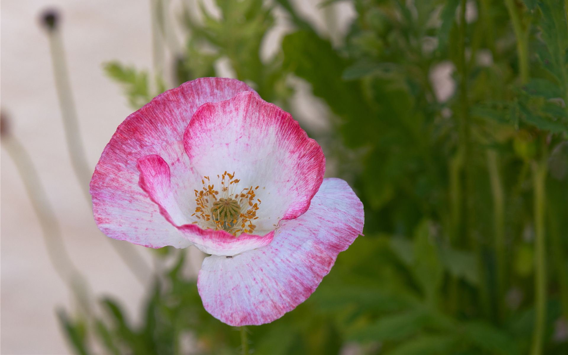 狮子座|运势解析：未来2周，四大生肖赚钱心里美，钞票赚不完，喜事频登门！