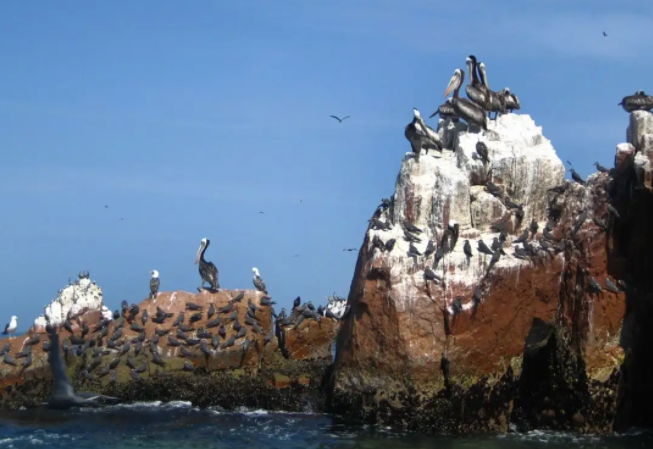 |首都利马南面的钦查群岛,是名符其实的海鸟世界,栖息着许多海鸟
