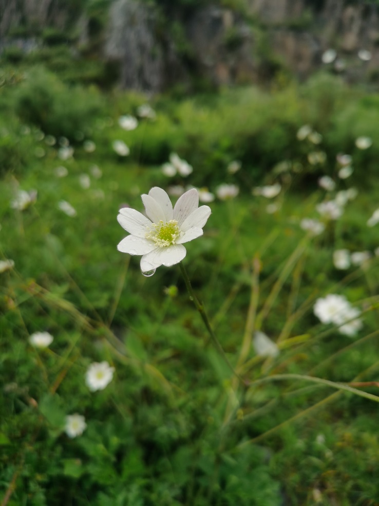 班公湖|好多不认识的花花草草