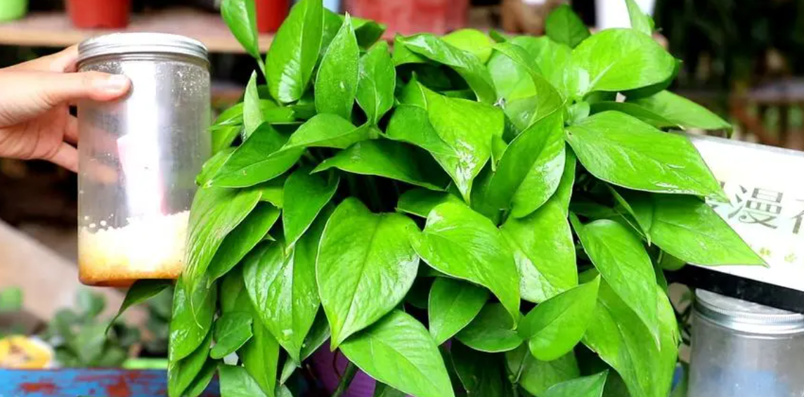 |我们办公室种了一颗巴西木，你们办公室呢？身为老板的你想在办公室种植什么呢？