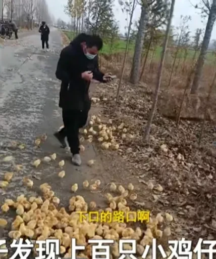 ?河南濮阳,一男子开车回家的路上,意外发现上百只小鸡无人认领