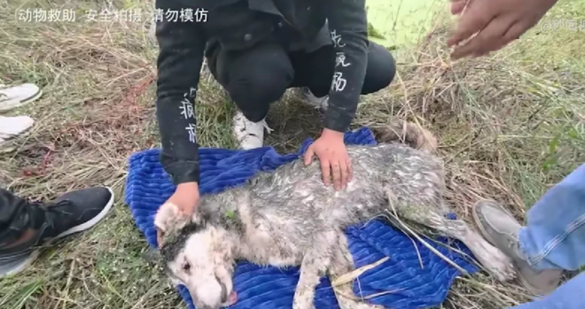 四川南充,一男子正在池塘边钓鱼,意外“钓”上来一只哈士奇!