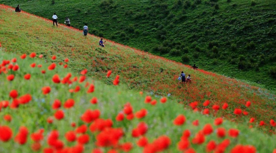 美丽|新疆天山红花，美丽景色，你会动心吗？
