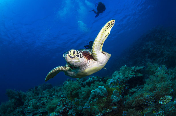 地球有点不对劲?海洋没有陆地生物这么奇怪吗?