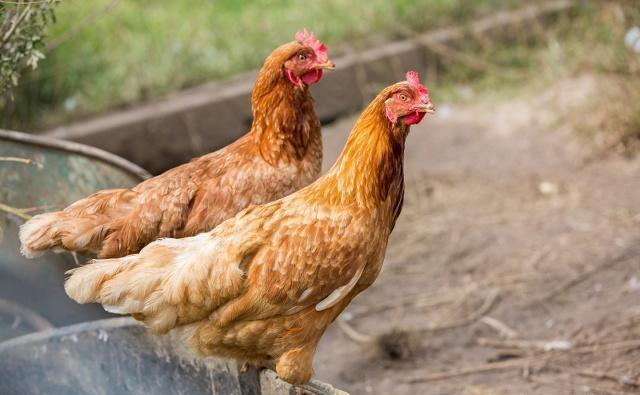 |鸡身上的3个器官含有寄生虫，尽量要避开，可有些人还喜欢吃！