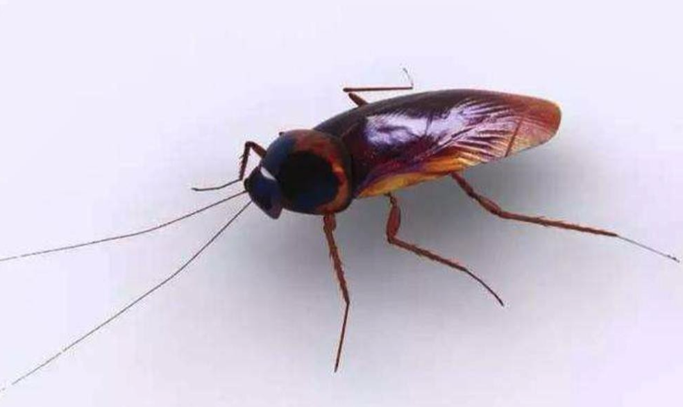 地球上活了4亿年的无敌生物,核弹炸不死它,头没了还能活