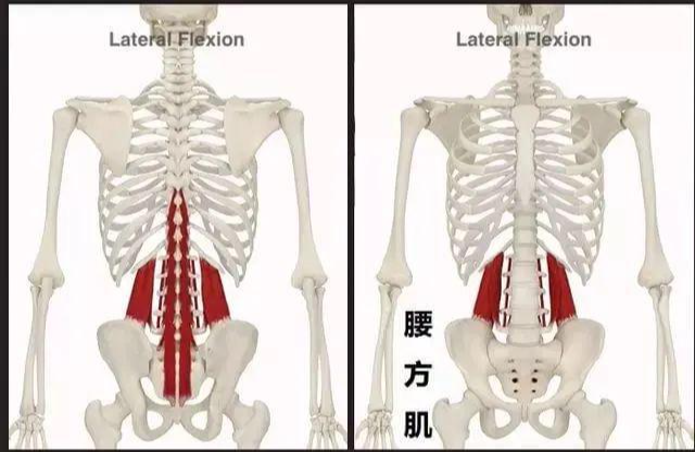 脊柱侧凸|腰痛具体是哪里痛？原来80%的腰痛竟与它有关！