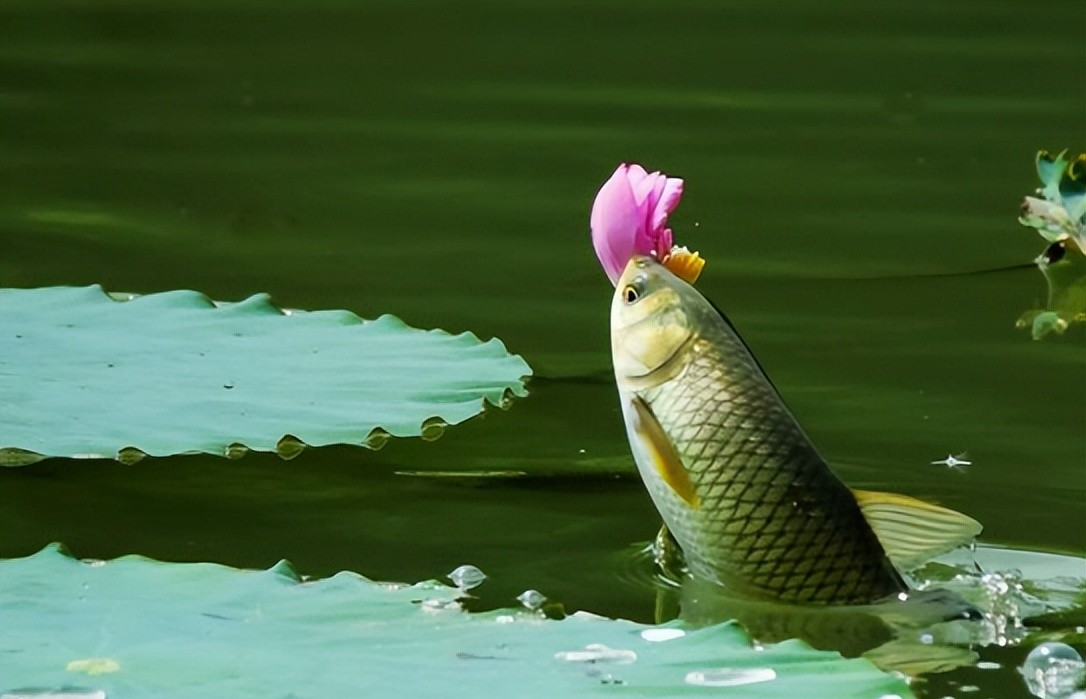 玉米|初夏野钓想上“大货”？这3款常见素饵别错过，渔获说来就来