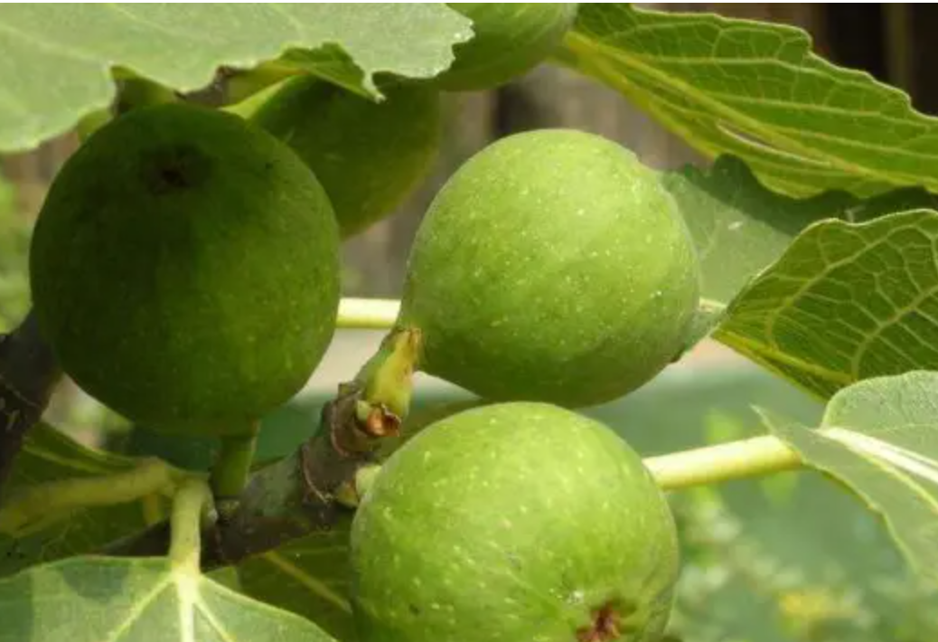 过敏|无花果可以随便吃吗？医生建议：5类人平时尽量少吃，要注意