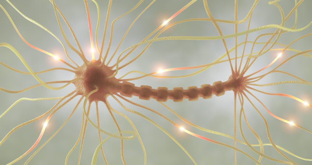 科学家发现生物大脑神经元分布的秘密