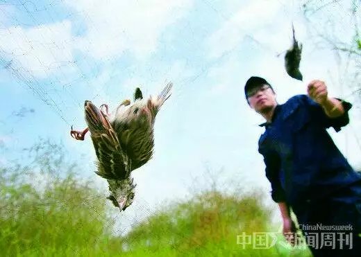 禾花雀——因野味而灭绝的罪恶