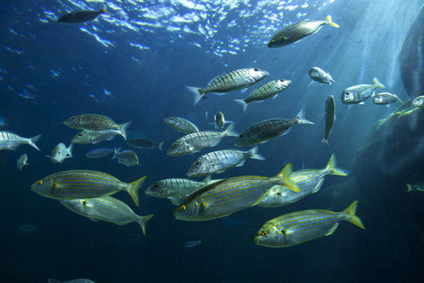 鱼类的祖先, 古河鱼最早的种类, 是哺乳期的鱼类