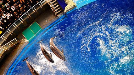 三亚|大连盛景老虎滩，极地海洋公园，等你来探索