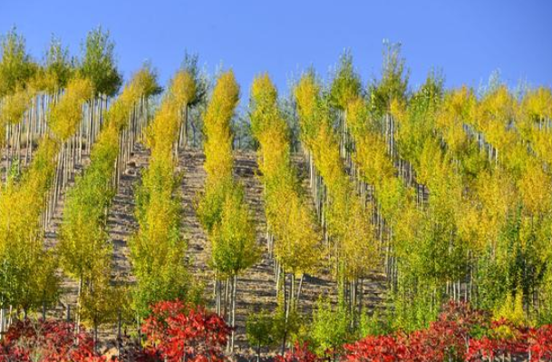 毛乌素沙漠|昔日的中国四大沙漠之一,毛乌素沙漠,一座坚强的沙漠绿洲