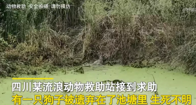 四川南充,一男子正在池塘边钓鱼,意外“钓”上来一只哈士奇!